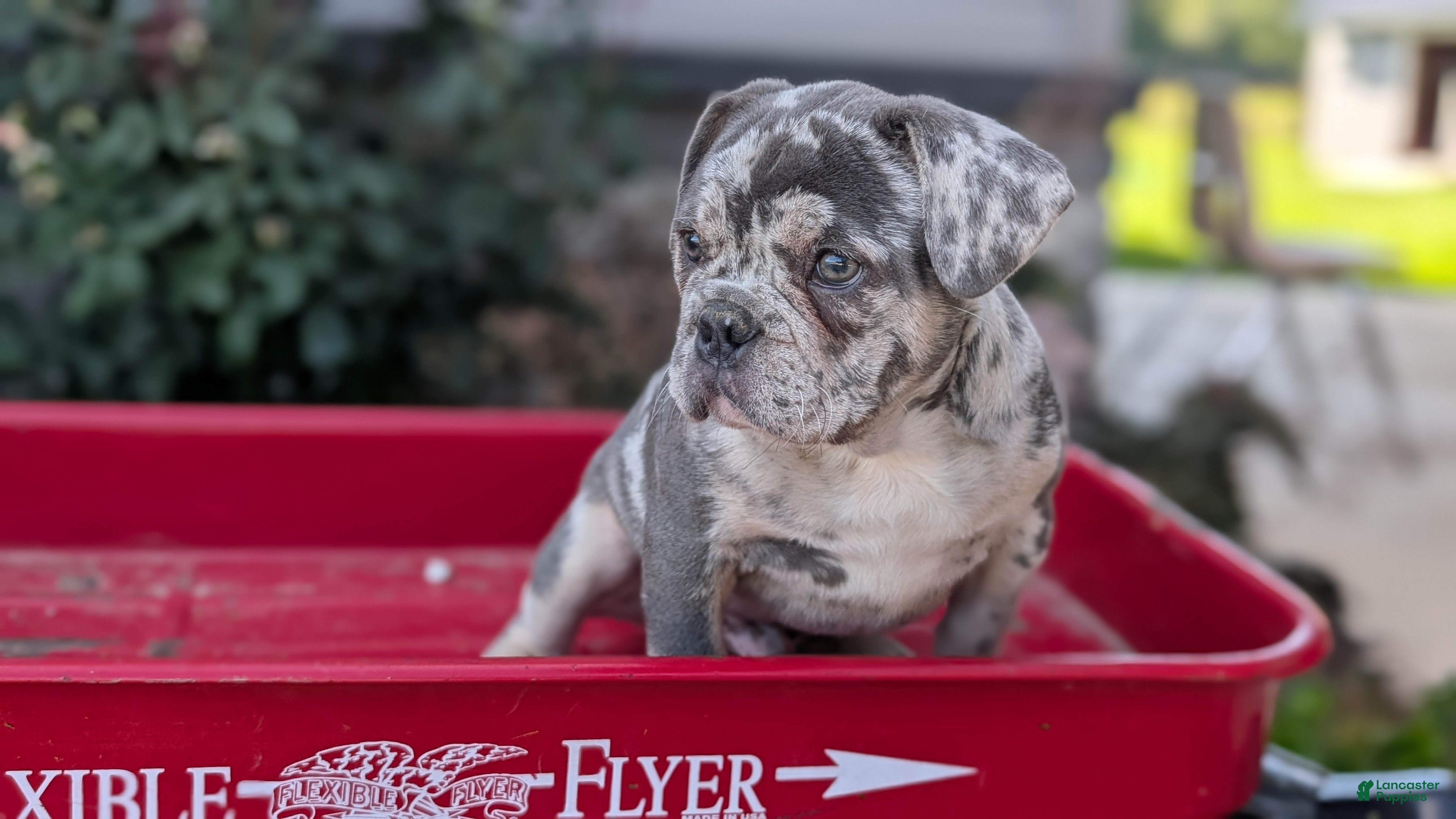 French Bulldog dogs Falcon - Ad 2