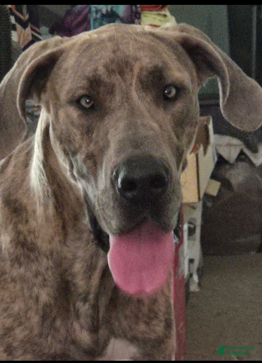 Mixed Breed dogs for sale: Mixed Breed Puppy 2 - Ad 4