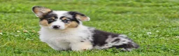Welsh Corgi Pembroke dogs for sale: Jenna - Ad 3