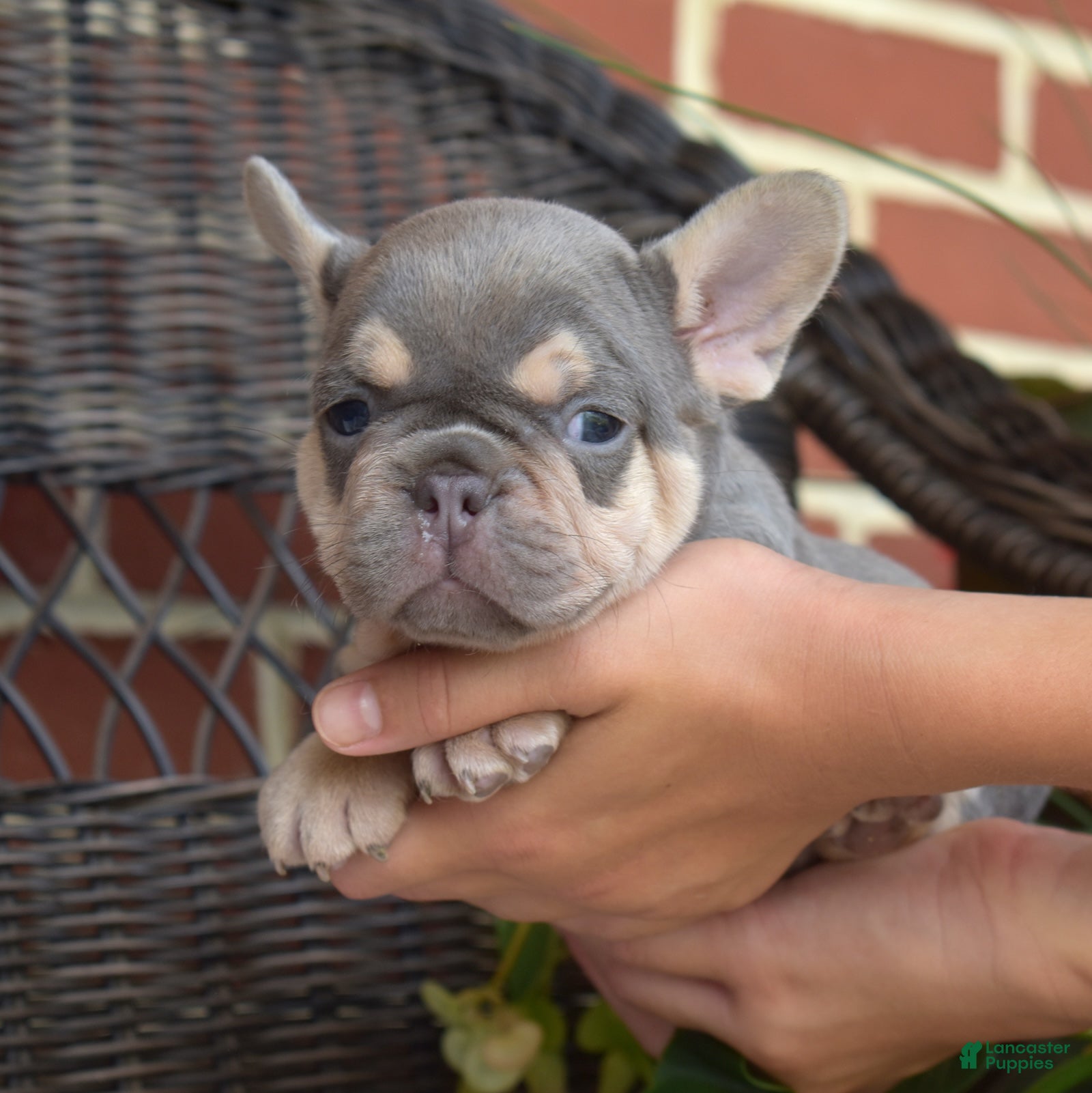 French Bulldog dogs Ricotta - Ad 1