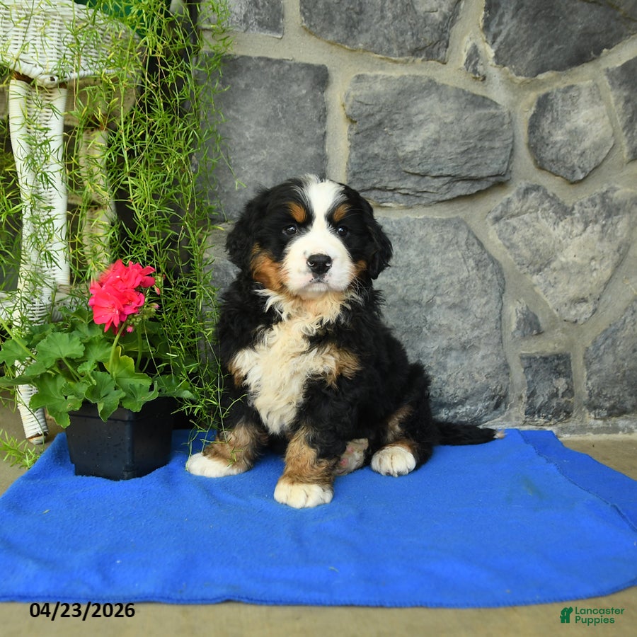 Bernese Mountain Dog dogs for sale: Willow - Ad 2