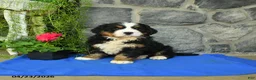 Bernese Mountain Dog dogs for sale: Willow - Ad 1