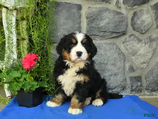 Bernese Mountain Dog dogs for sale: Willow - Ad 2