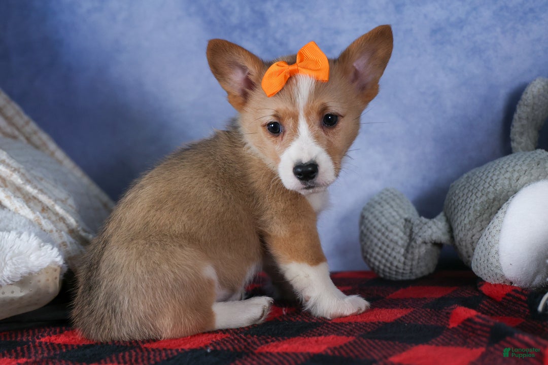 Welsh Corgi Pembroke dogs for sale: Milly - Ad 18