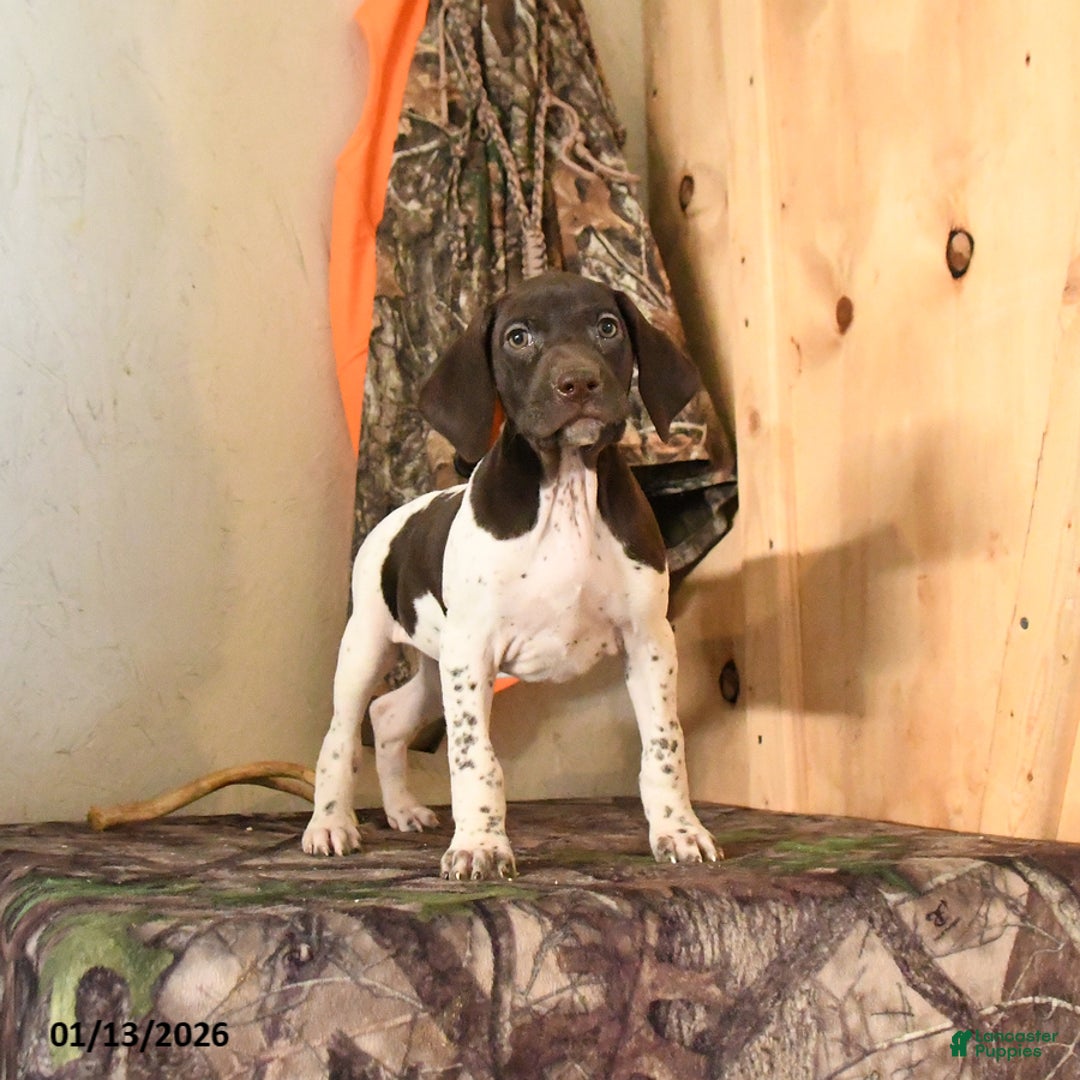 German Shorthaired Pointer dogs for sale: Halo - Ad 3