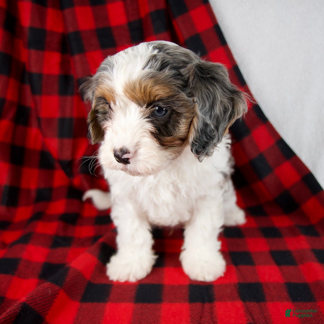 Cavapoo dogs for sale: Everett - Ad 6