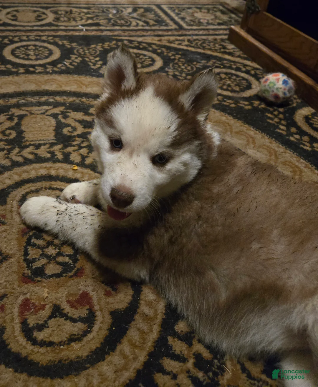 Siberian Husky dogs for sale: Bonnie - Ad 6