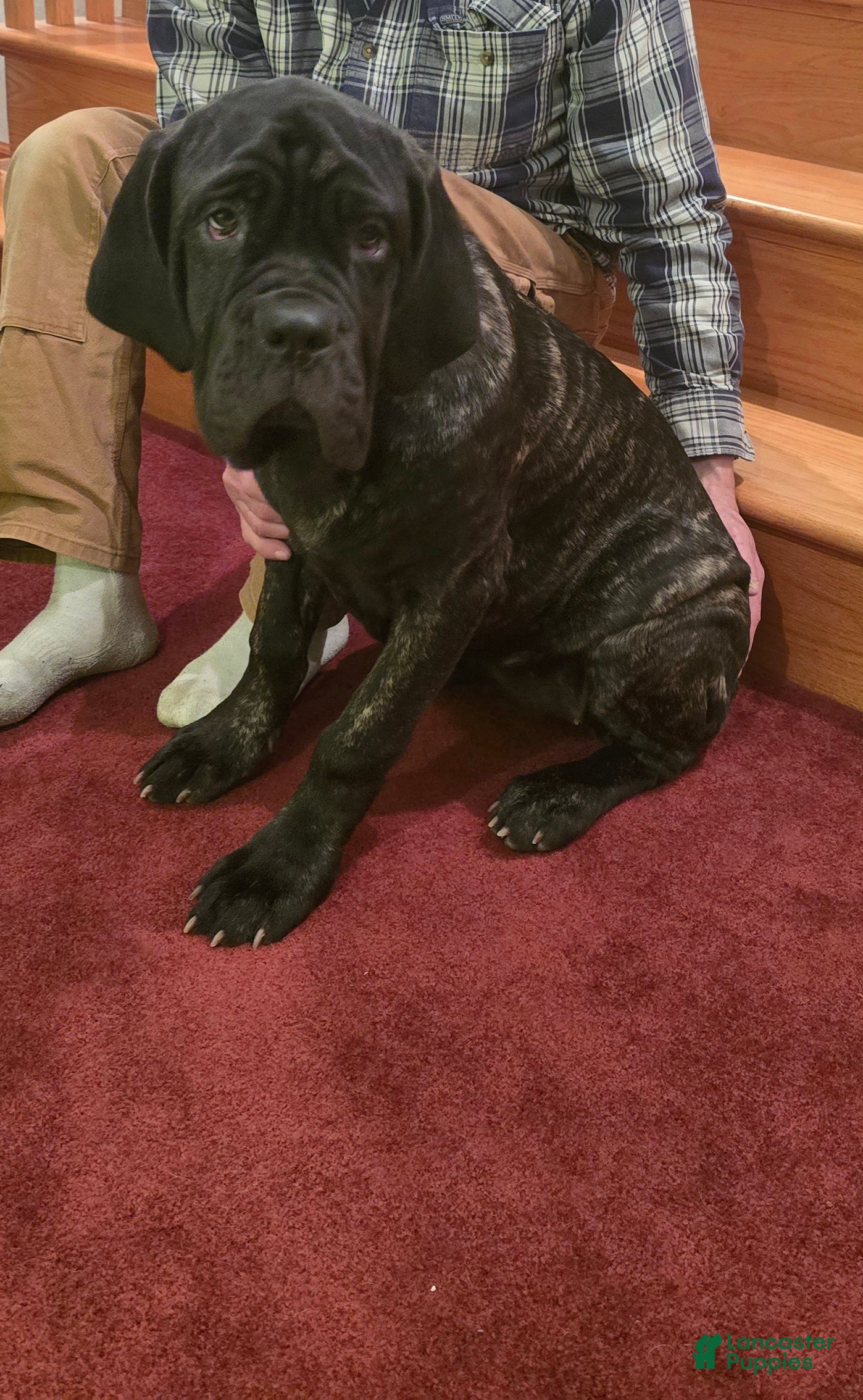 Mixed Breed dogs Stella - Ad 36