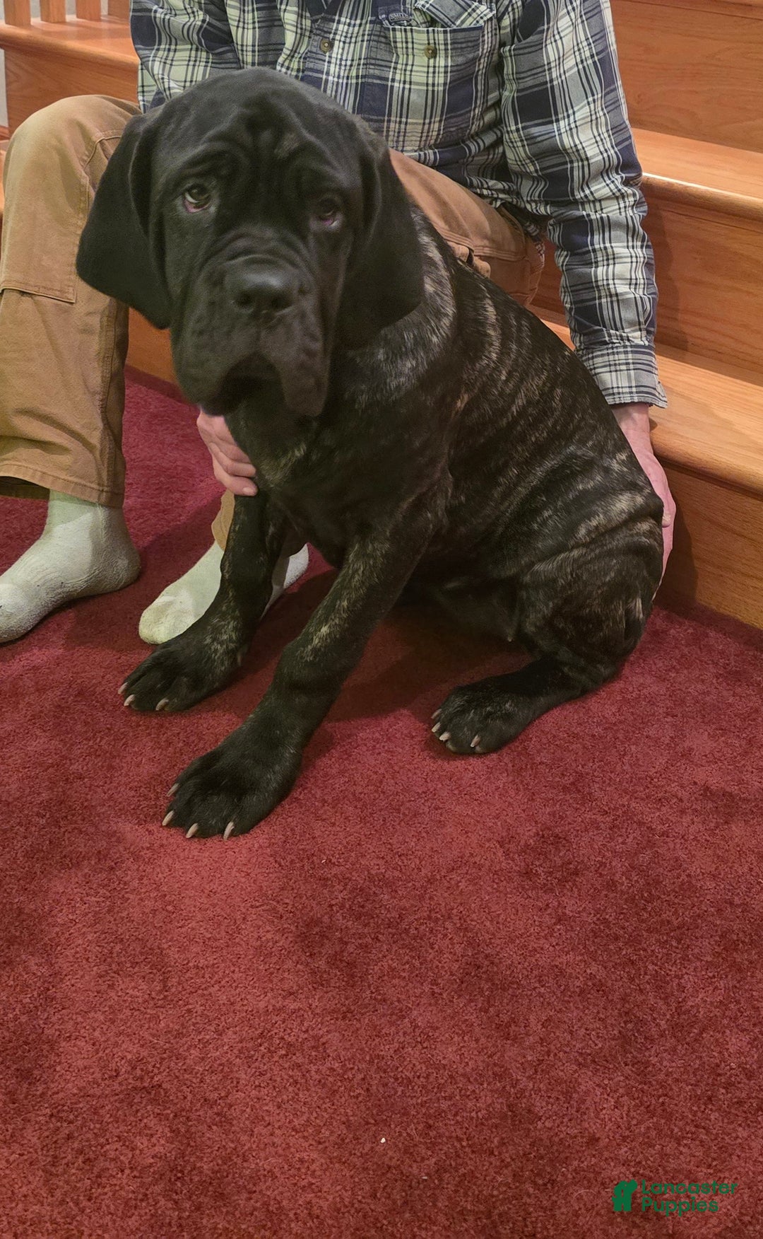 Mixed Breed dogs for sale: Stella - Ad 1