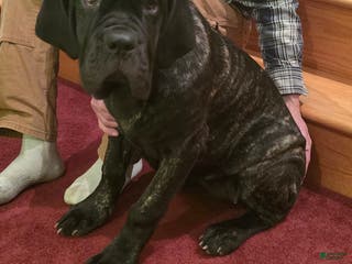 Mixed Breed dogs for sale: Stella - Ad 1