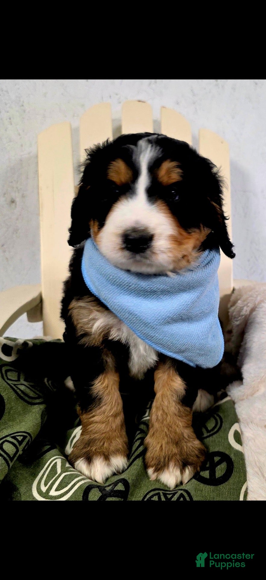 Bernedoodle dogs for sale: Bernedoodle 3 - Ad 1