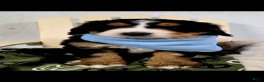Bernedoodle 3