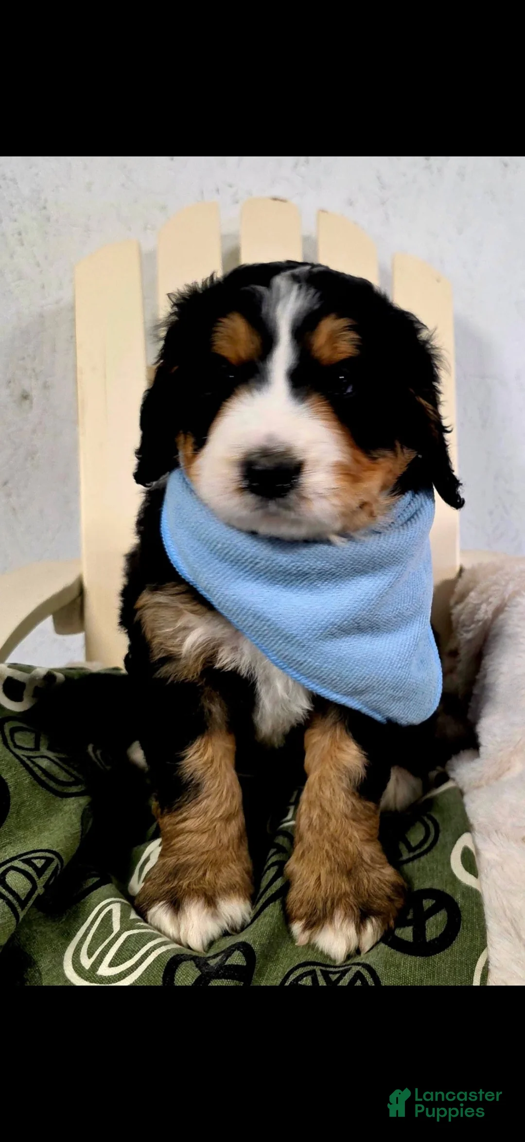 Bernedoodle dogs for sale: Bernedoodle 3 - Ad 1