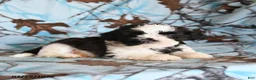 Shih Tzu dogs for sale: Katie Cow - Ad 4