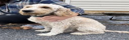 Labradoodle dogs for sale: Shiloh - Ad 5