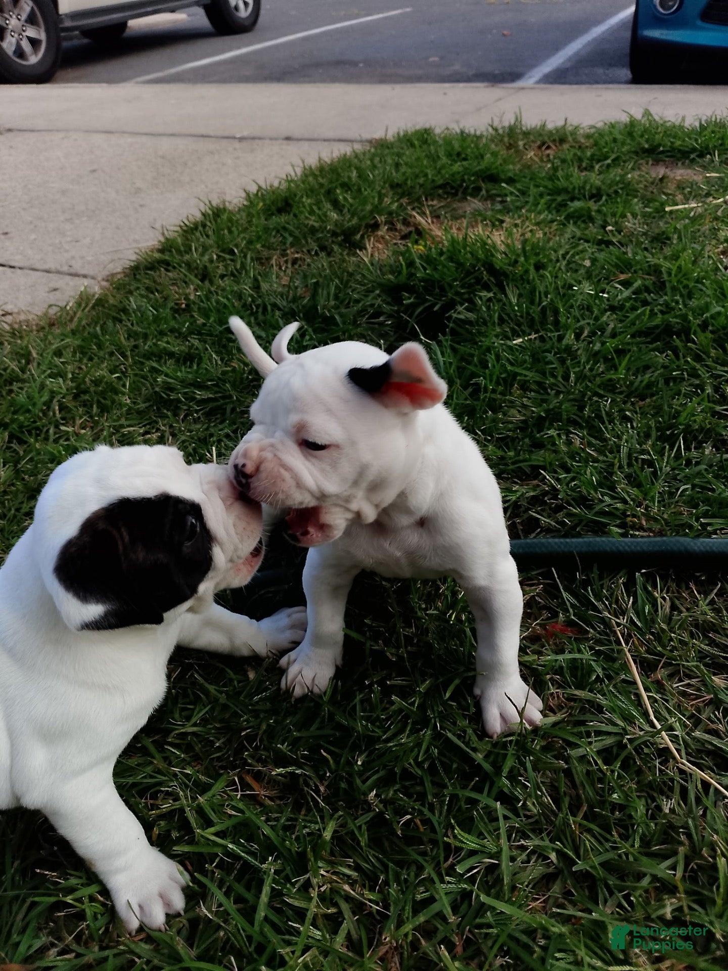American Bulldog dogs for sale: American Bulldog 9 - Ad 14