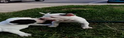 American Bulldog dogs for sale: American Bulldog 9 - Ad 1