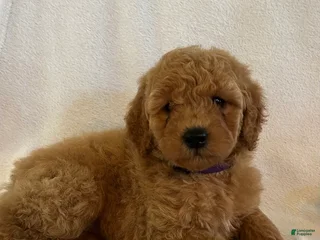 Mini Goldendoodle dogs - Ad 17