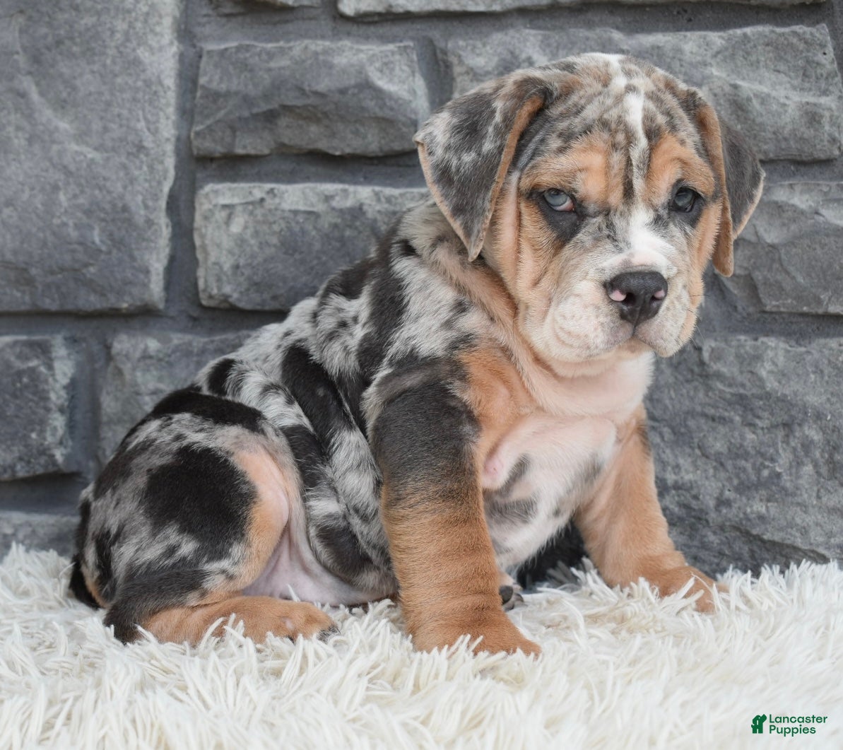 Beabull dogs Maverick  - Ad 2