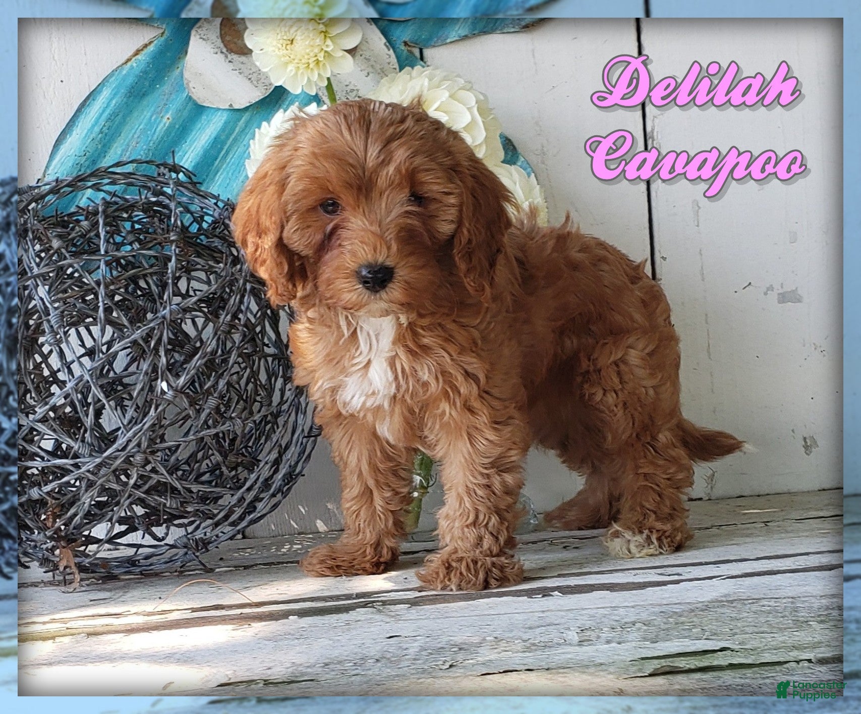 Cavapoo dogs Delilah - Ad 1