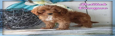 Delilah