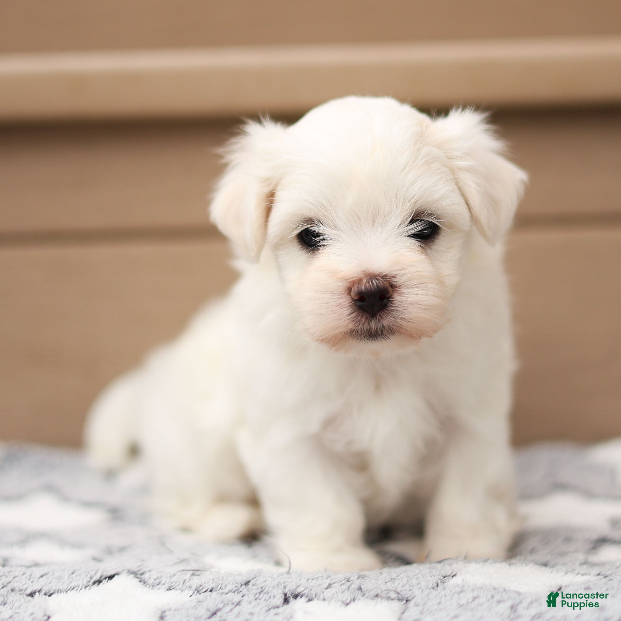 Maltese dogs Lincoln Maltese Puppy - Ad 1