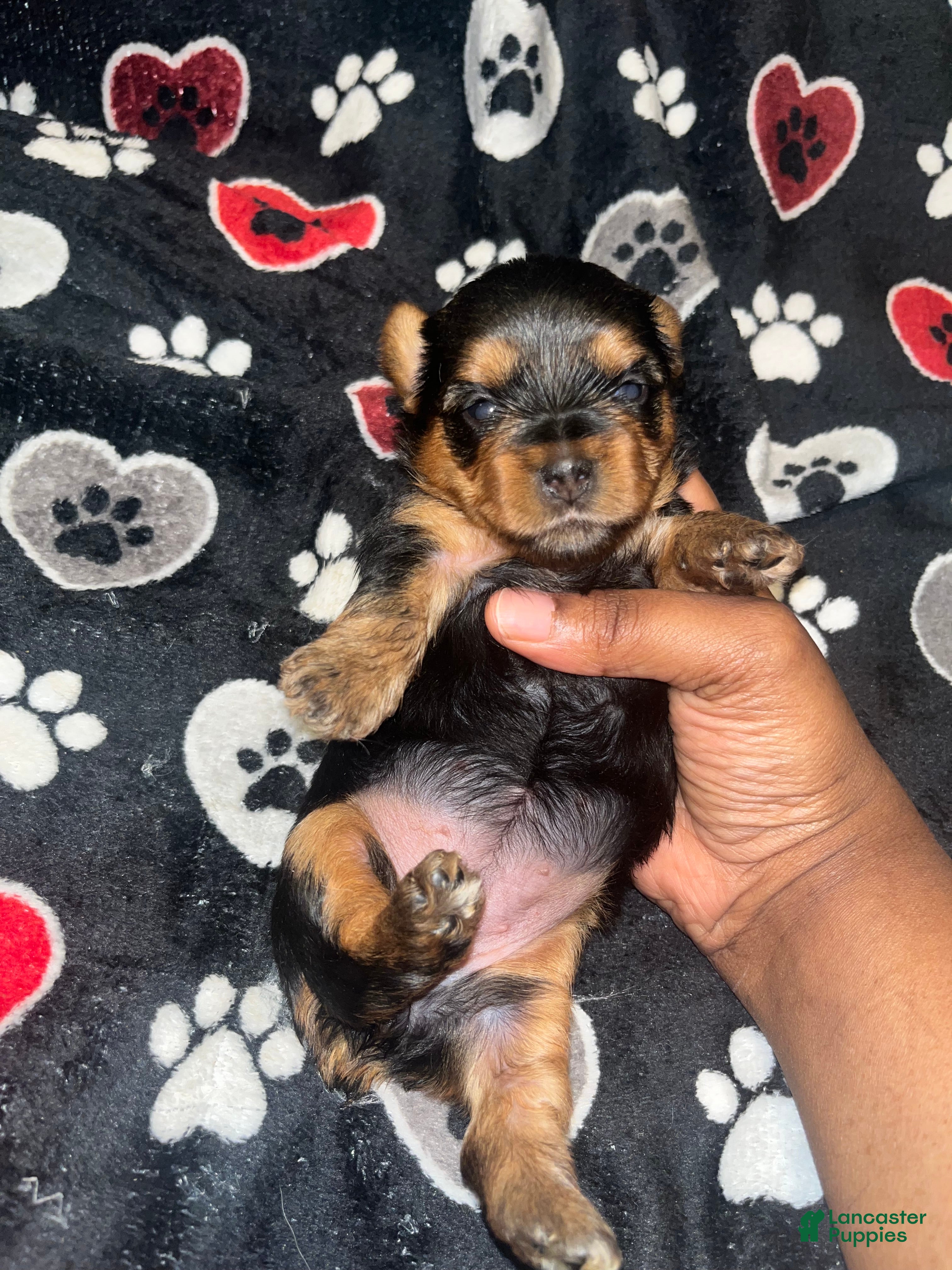 Yorkiepoo dogs Tweety  - Ad 6