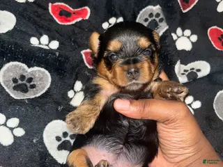 Yorkiepoo dogs Tweety - Ad 6