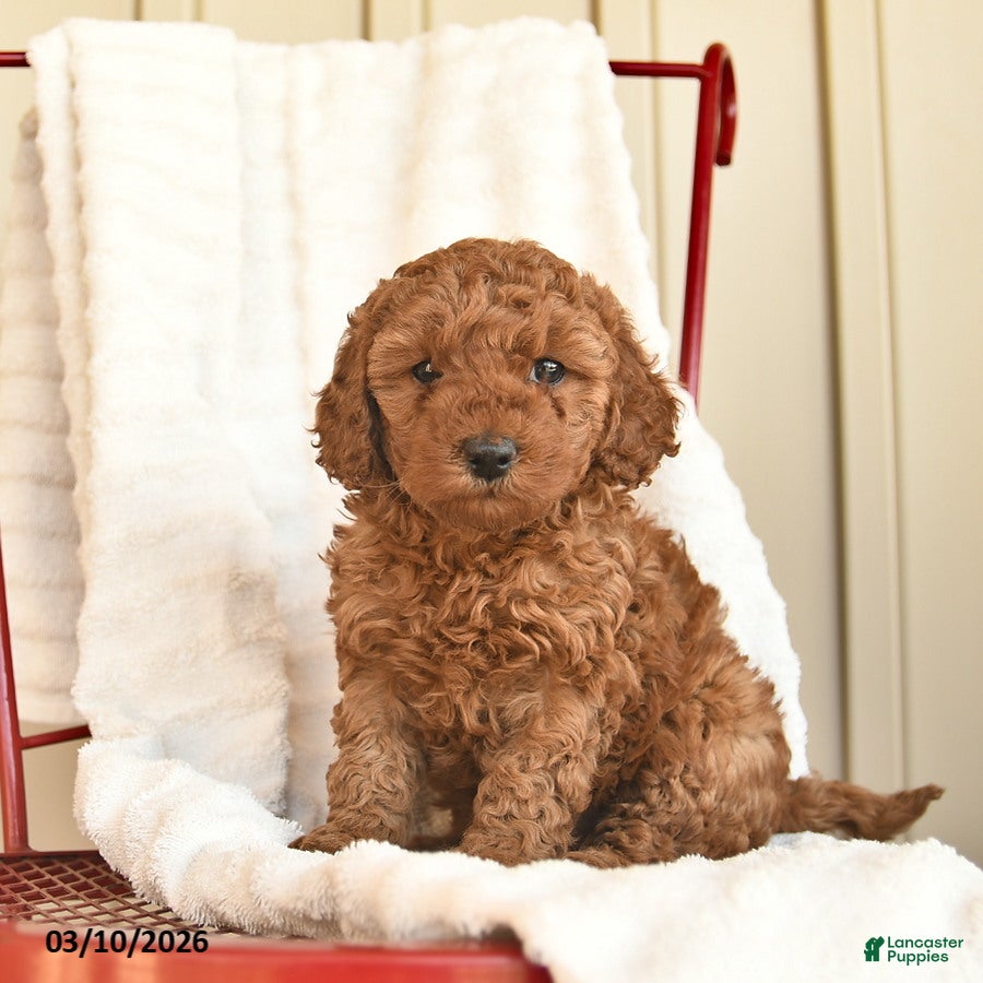 Cockapoo dogs Violet  - Ad 1