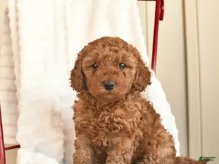 Cockapoo dogs for sale: Violet - Ad 2