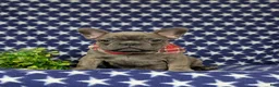 French Bulldog dogs for sale: Duncan - Ad 1