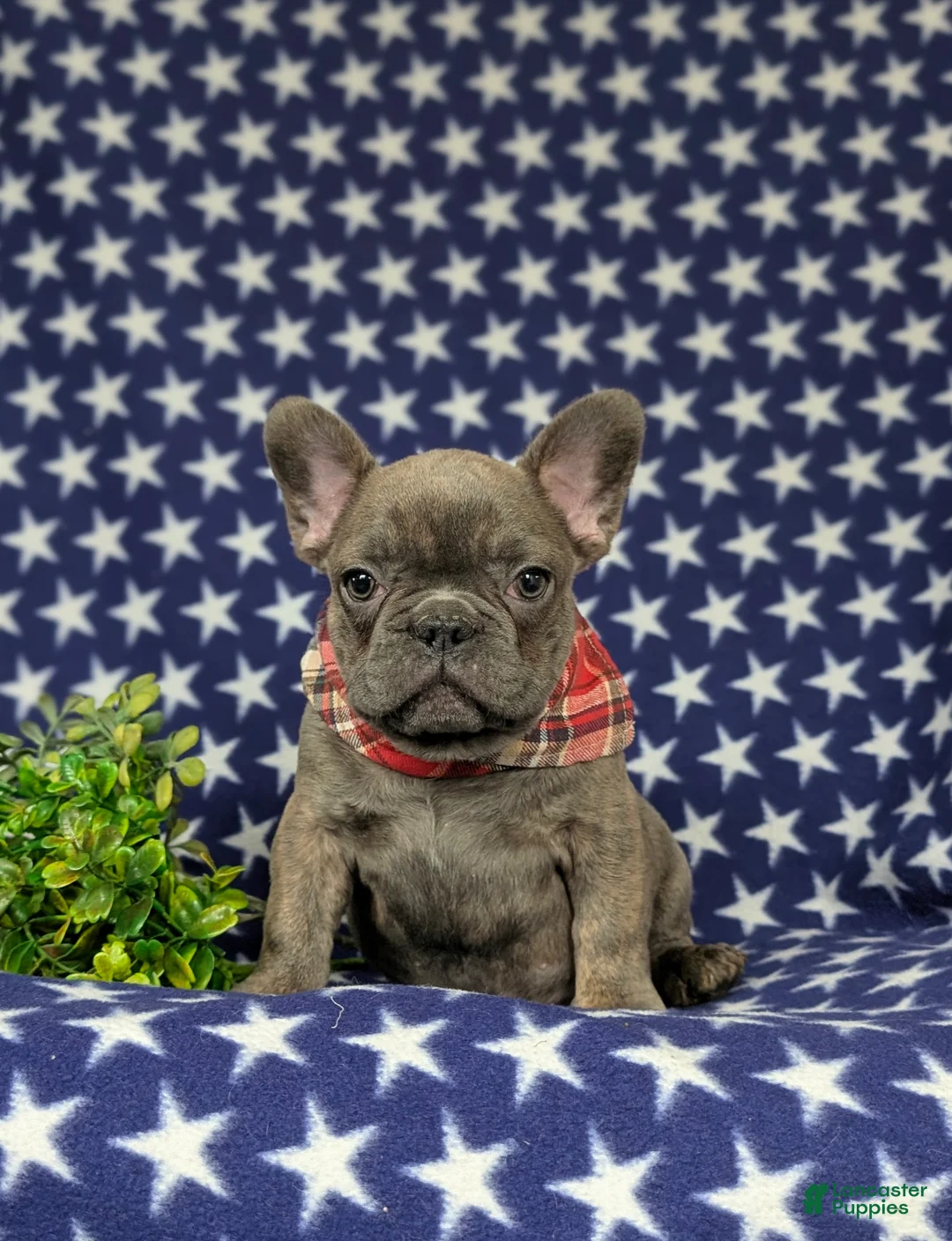 French Bulldog dogs for sale: Duncan - Ad 1