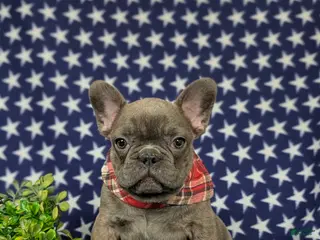French Bulldog dogs for sale: Duncan - Ad 1