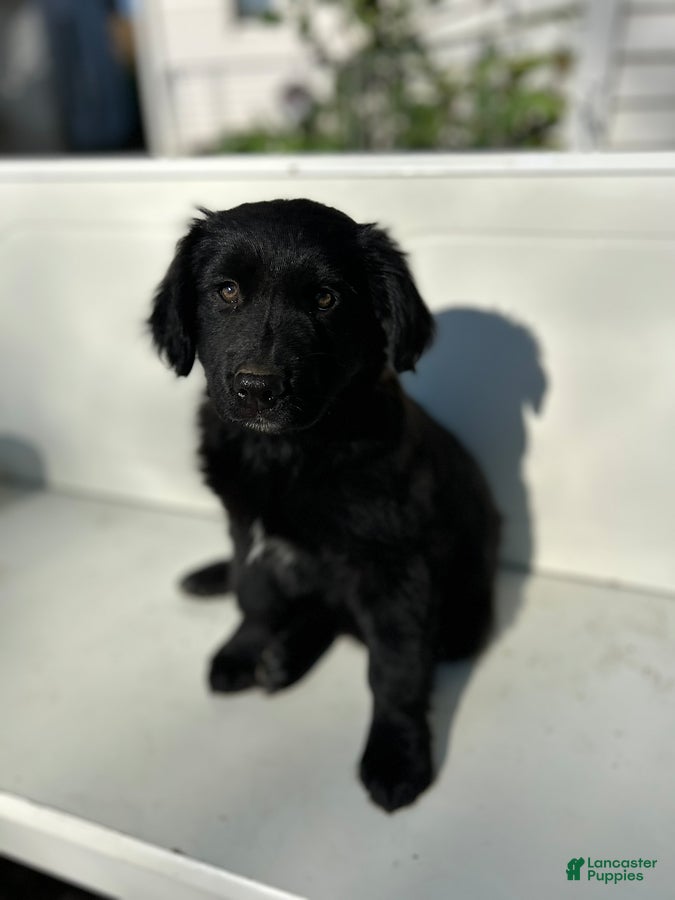 Mixed Breed dogs for sale: Pedro - Ad 1