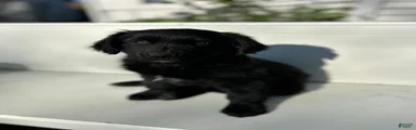 Pedro