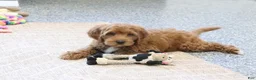 Mini Goldendoodle dogs for sale: Dillard - Ad 1