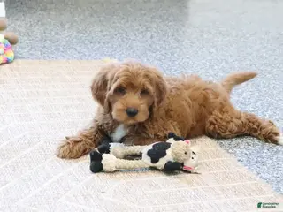Mini Goldendoodle dogs Dillard - Ad 42
