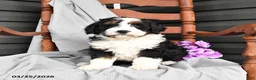 Mini Bernedoodle dogs for sale: Larry - Ad 2