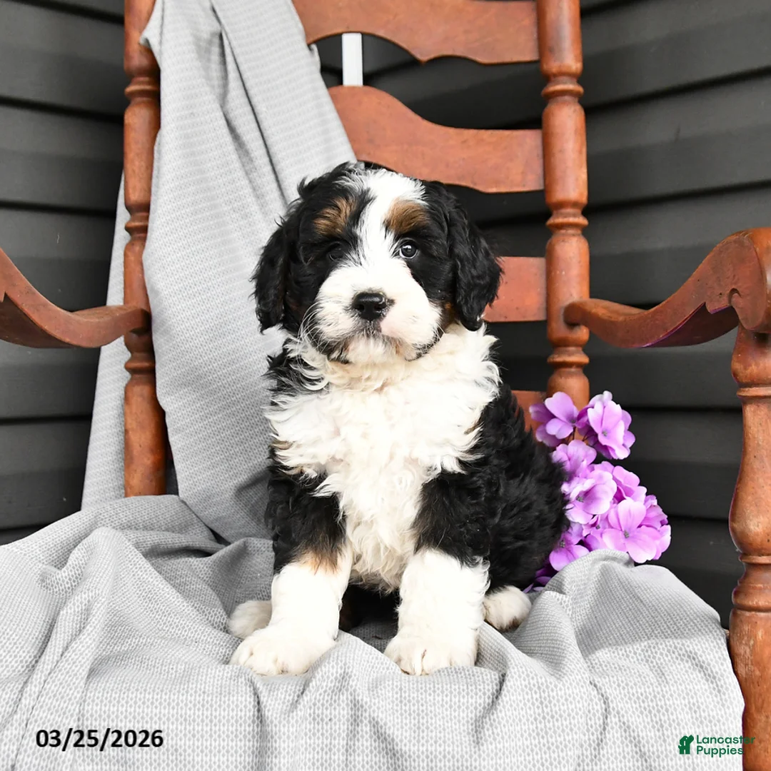 Mini Bernedoodle dogs for sale: Larry - Ad 2
