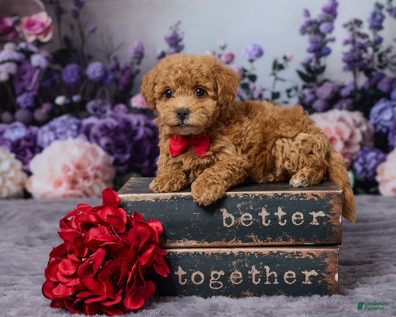 Bichpoo dogs Dodge - Ad 1