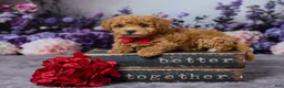 Bichpoo dogs for sale: Dodge - Ad 1