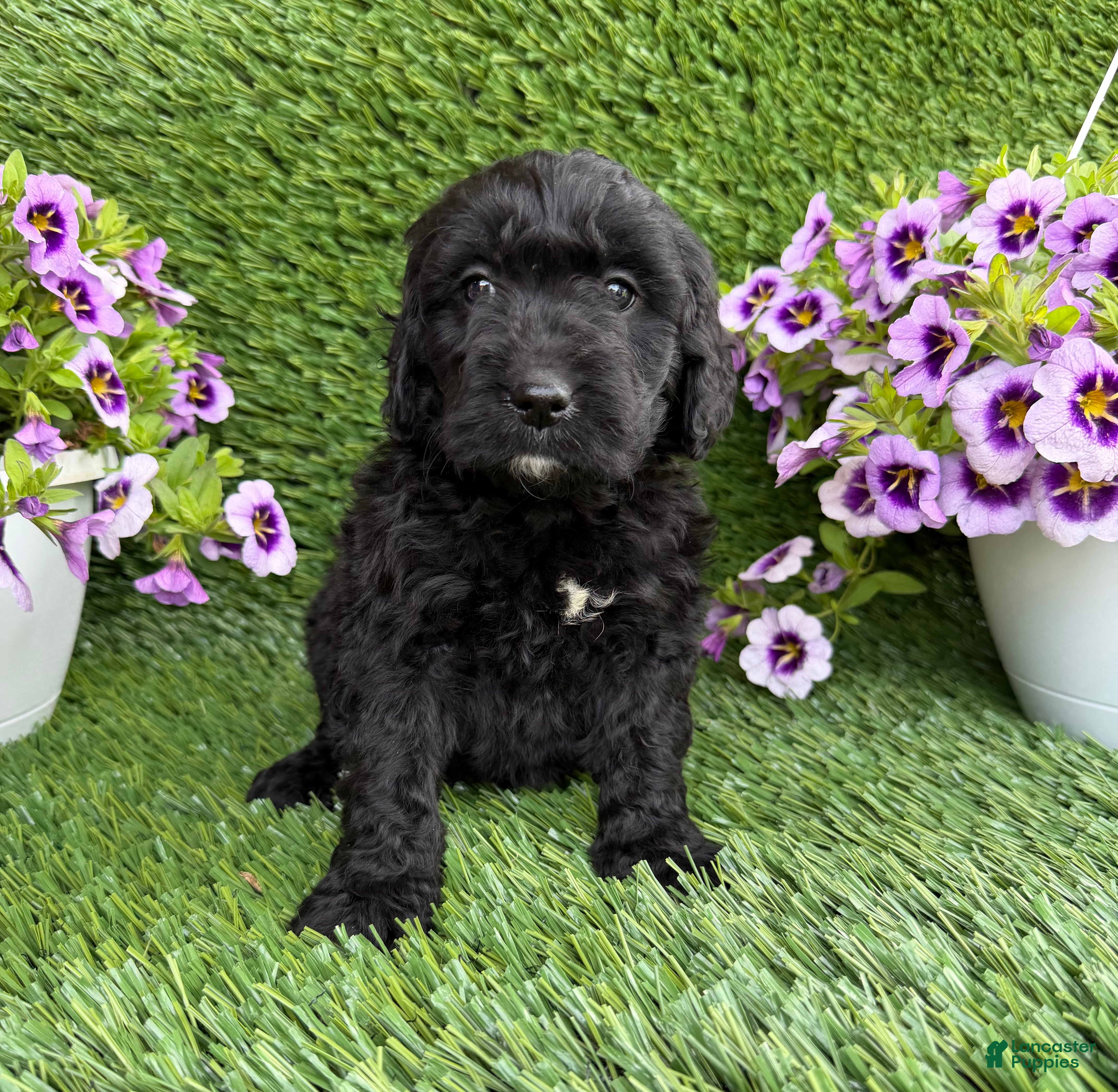Mini Goldendoodle dogs for sale: Ally - Ad 2