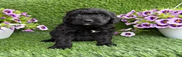 Mini Goldendoodle dogs for sale: Ally - Ad 1