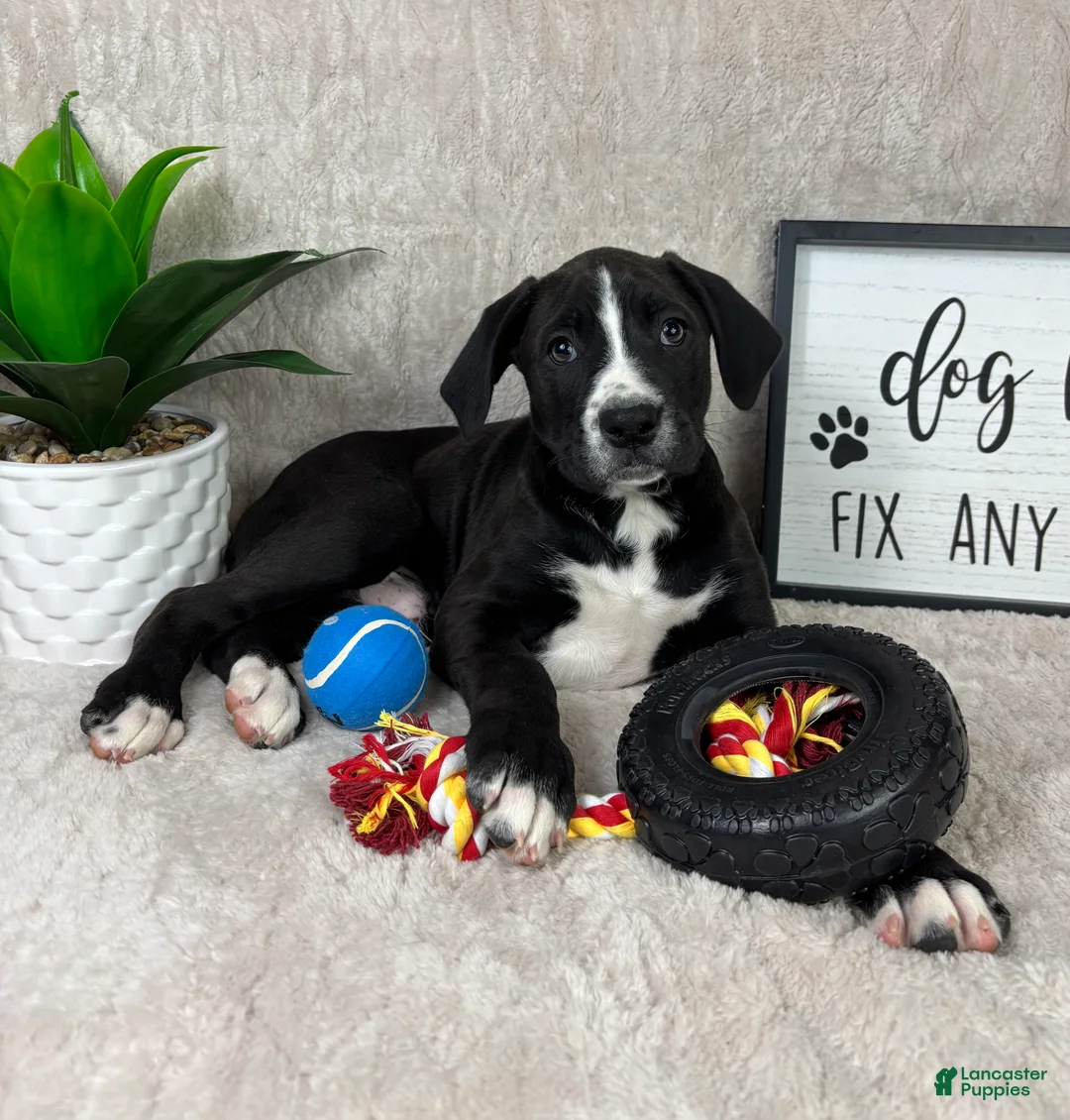 Mixed Breed dogs for sale: Sammy  - Ad 1