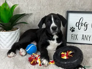 Mixed Breed dogs Sammy - Ad 10