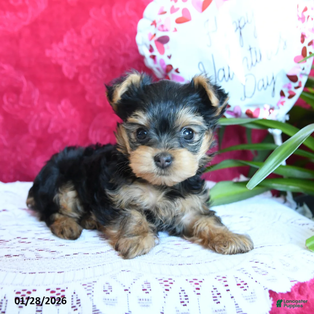 Yorkshire Terrier dogs for sale: Sharon - Ad 2