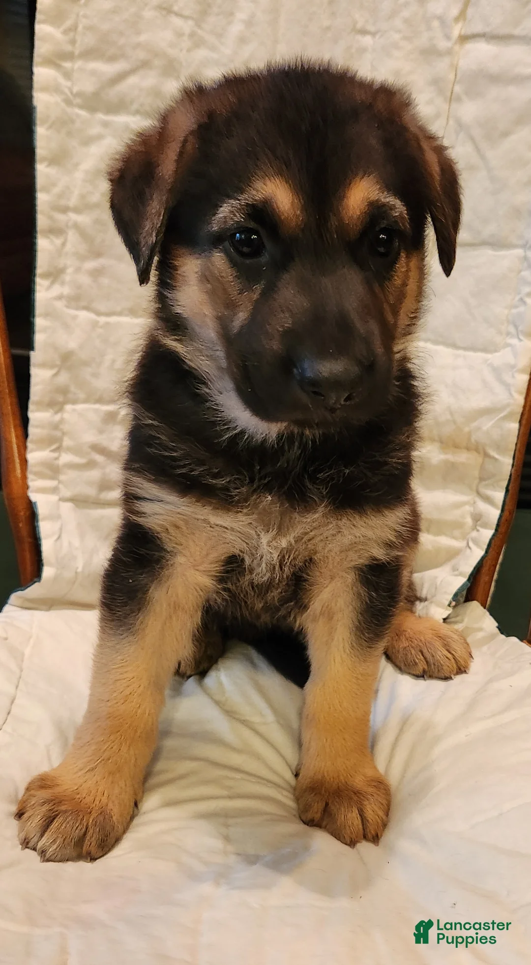 German Shepherd dogs for sale: German Shepherd Puppy 5 - Yellow - Ad 2