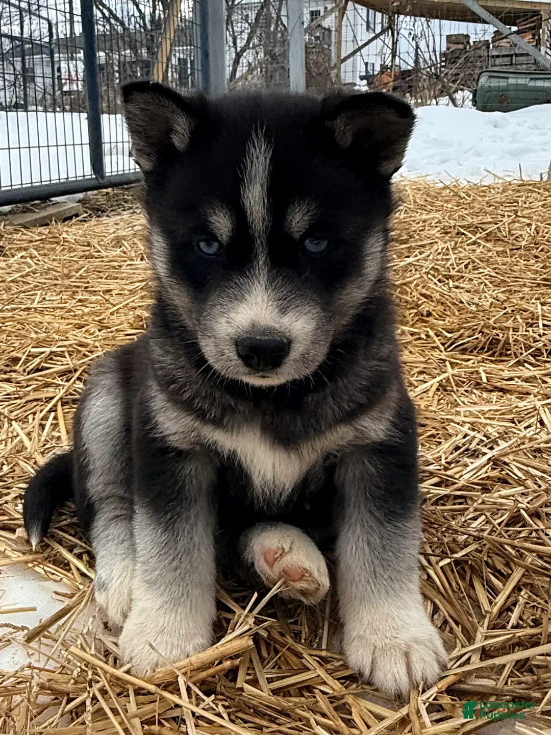 Siberian Husky dogs for sale: Storm - Ad 1