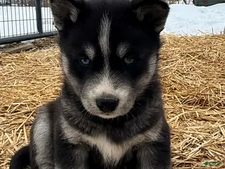 Siberian Husky dogs for sale: Storm - Ad 2