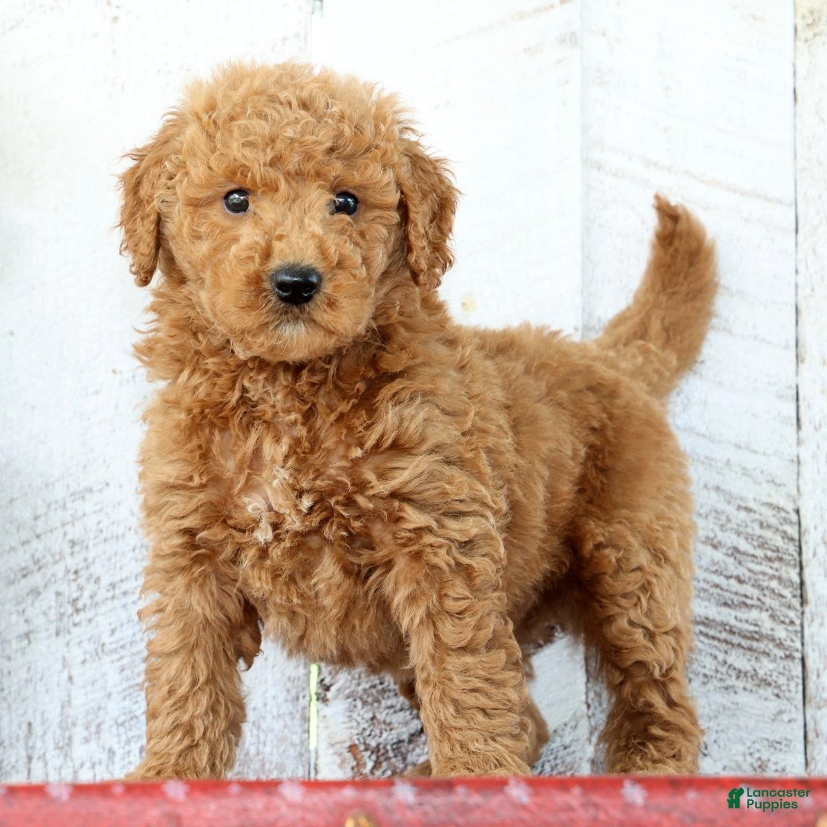 Mini Goldendoodle dogs Kaden - Ad 1